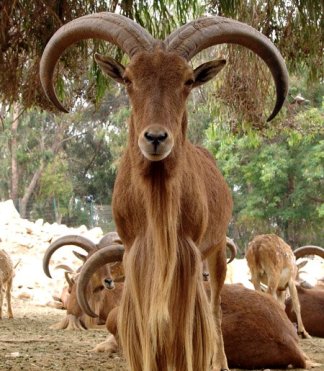 MOUFLON