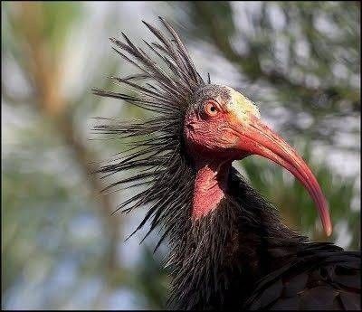 sauver l'ibis