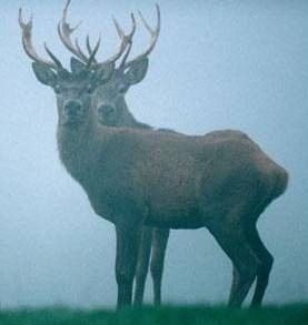 Cerf de berbérie 