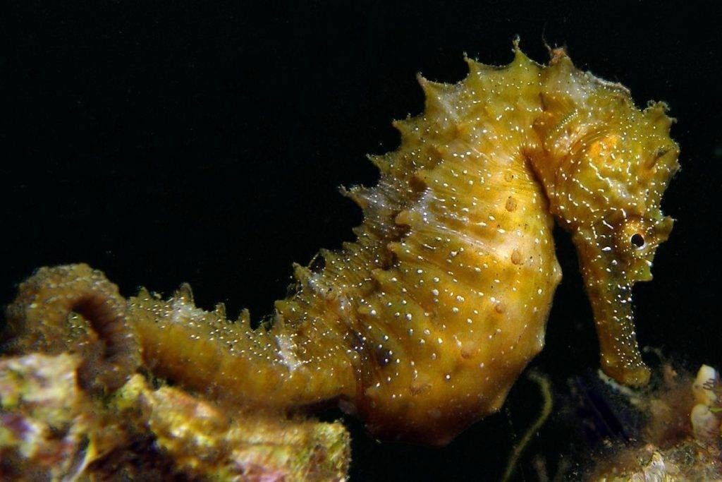 HeleneCaillaud_hippocampe mouchete
