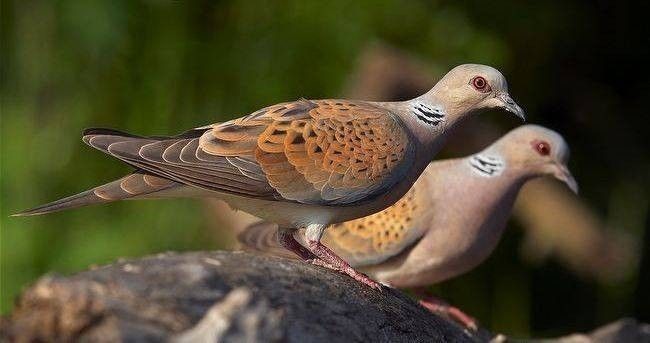 Turtle-dove-pair