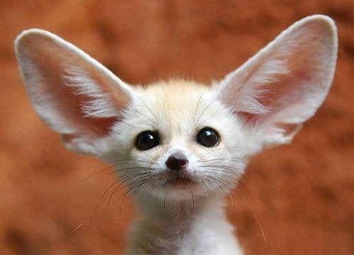fennec