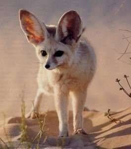 fennec3