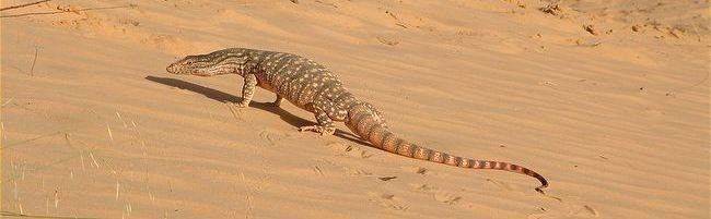 Desert-monitor-in-desert-habitat