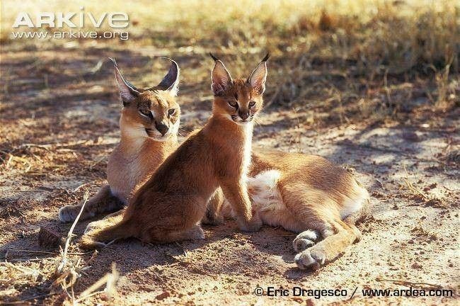 caracal