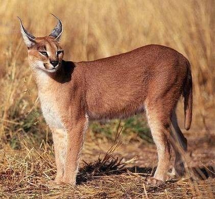 caracal1