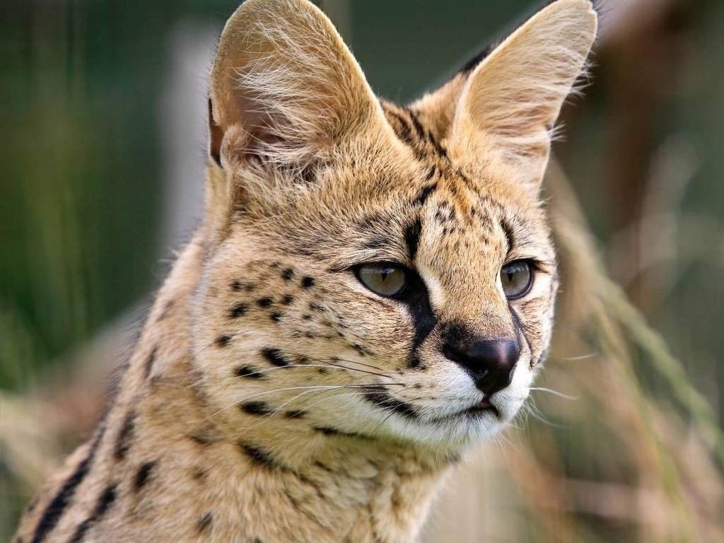 serval1