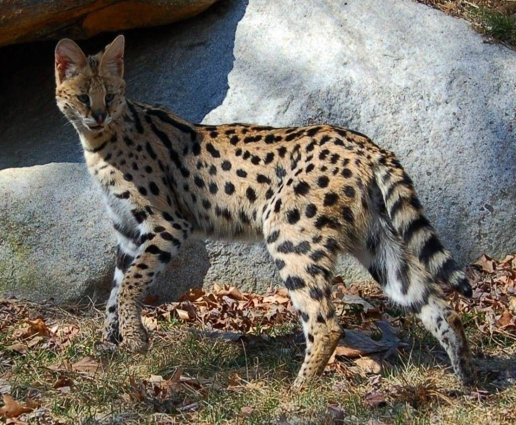 serval2