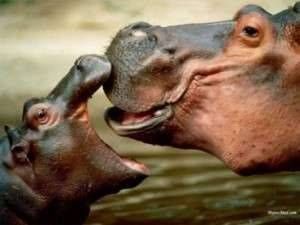 Hippopotame