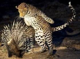 Leopard_Porc-epic