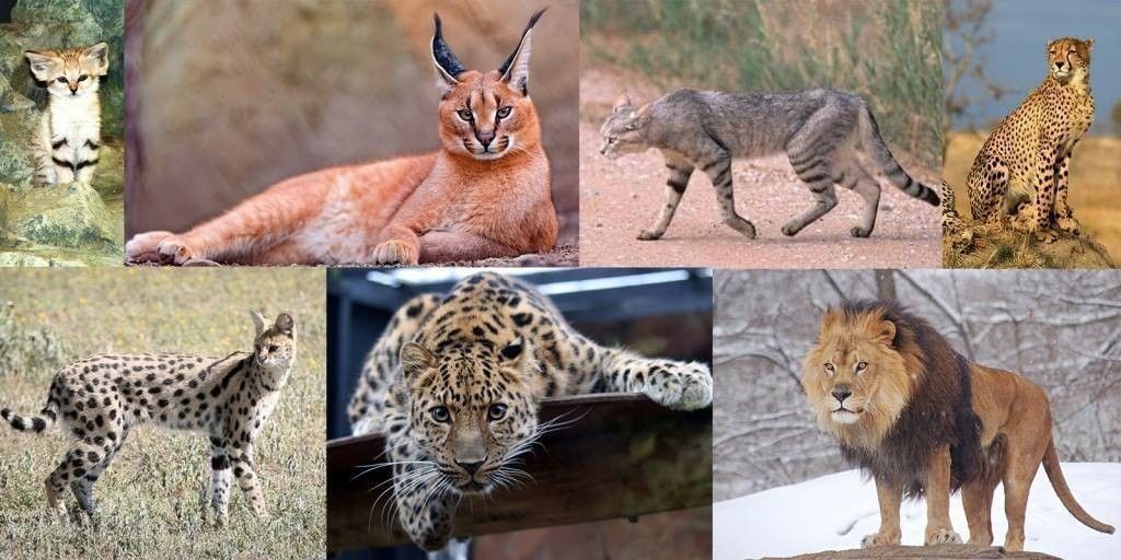 felins