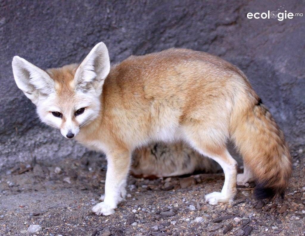 sfennec_fox_vulpes_zerda