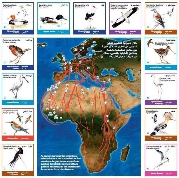 migration