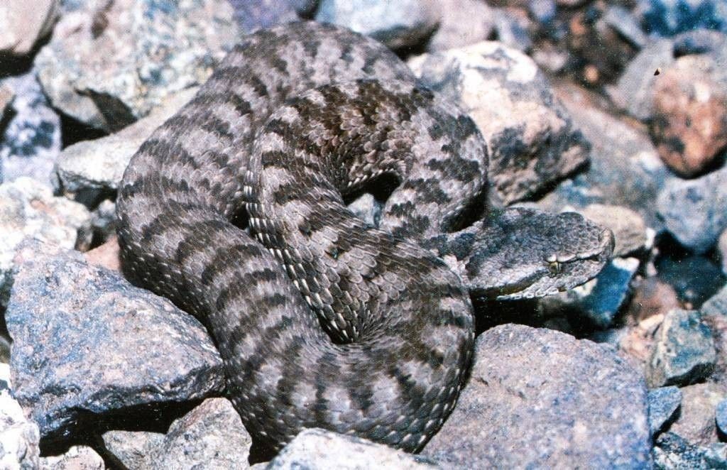 Vipère de l'Atlas (Vipera Monticola) PH: GENIEZ