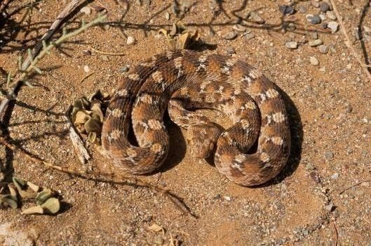 Vipère des pyramides ou Echide à ventre blanc (Echis leucogaster)