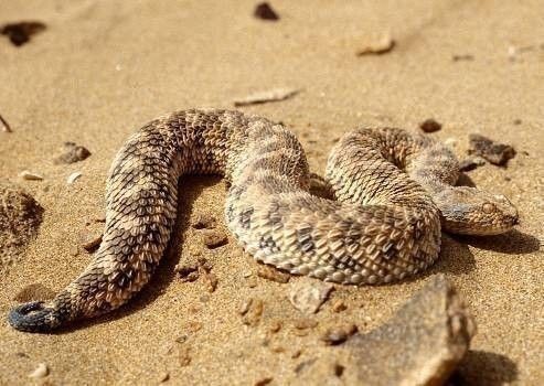 Vipère de l'Erg (Cerastes vipera)