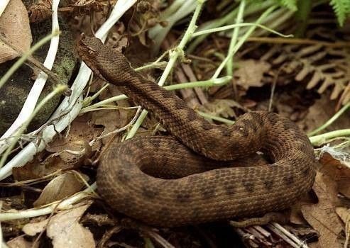 Vipère de Lataste (Vipera latasti gaditana)