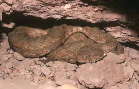 Vipère de Mauritanie (Macrovipera mauritanica)