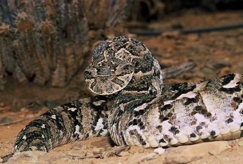 Vipère heurtante (Bitis arietans)