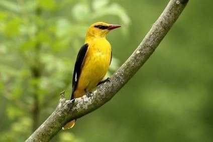 oiseaux du printemps
