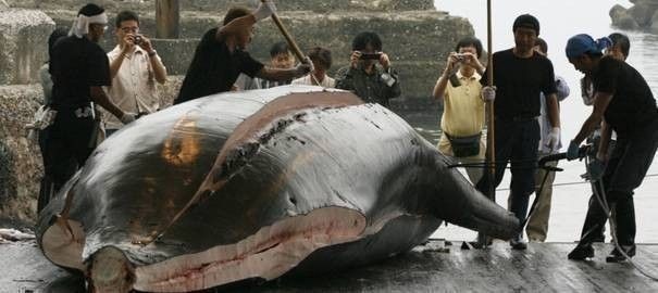 baleines-japon_559646
