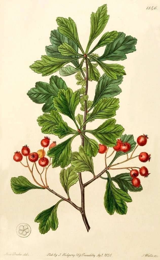 L'aubépine