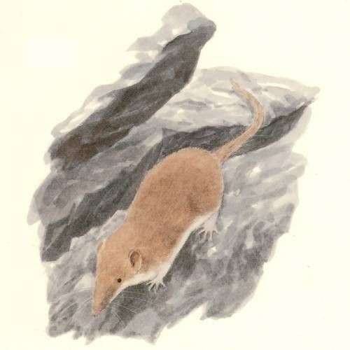 Crocidolite lusitania
