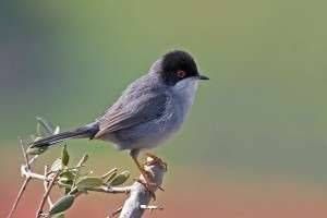 800px-Sardinian_Warbler