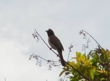 bulbul
