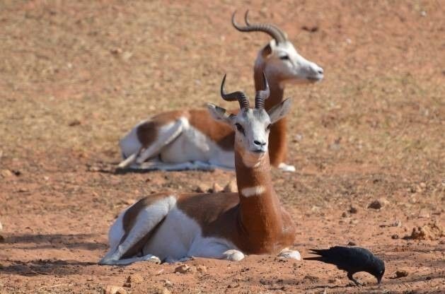antilopes
