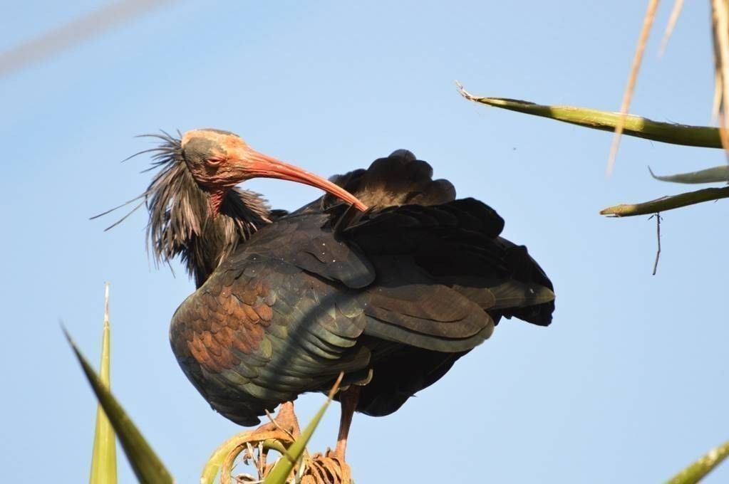 Ibis