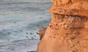 Northern Bald Ibis