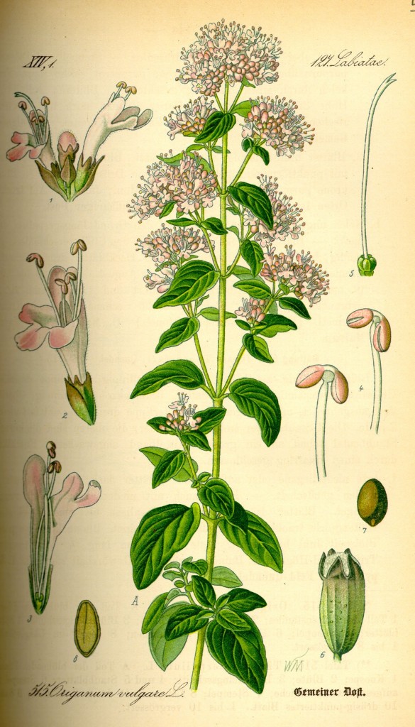 Illustration_Origanum_vulgare0