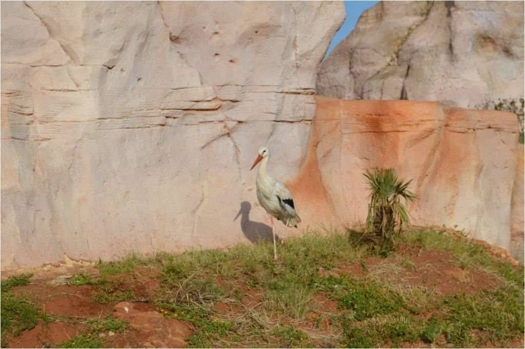 Image1