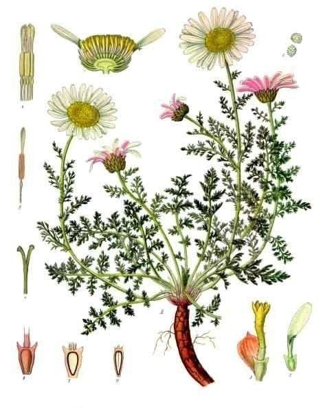 Anacyclus_pyrethrum_-_Köhler–s_Medizinal-Pflanzen-011