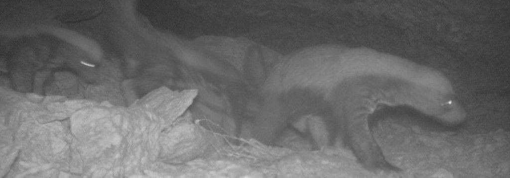 ratel BIOME